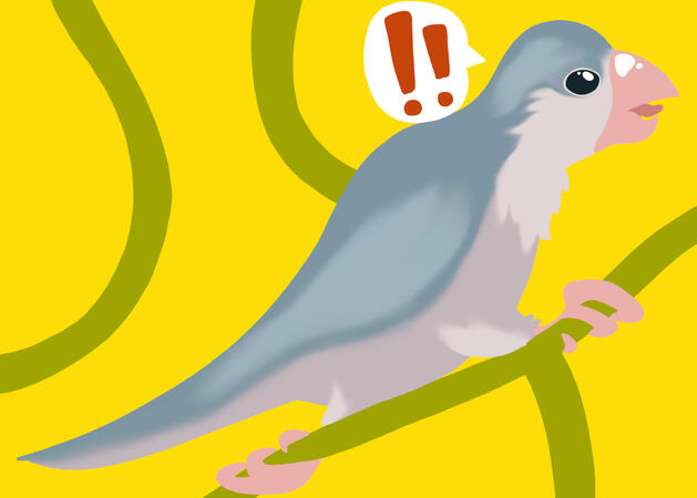 quaker parrot pet art