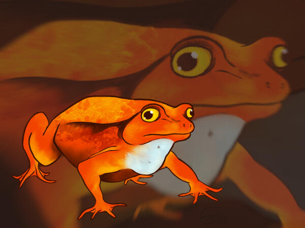 tomato frog commission